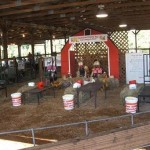 The Stage is ready for the Goat Milking Contest