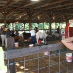 Time to bring in the Goats